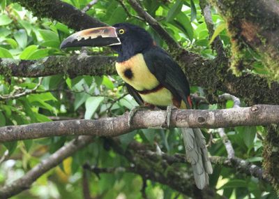 Collared Aracari 