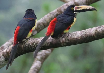 Collared Aracaris