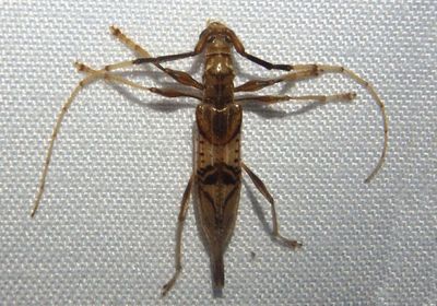 Compsibidion vanum; Longhorn Beetle species