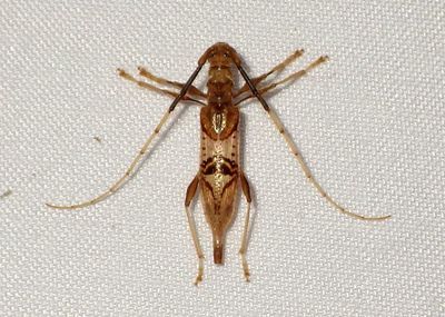 Compsibidion vanum; Round-necked Longhorn species 