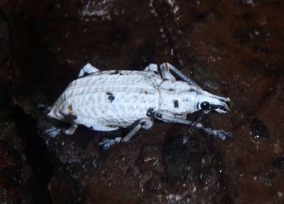 Compsus nigropunctatus; Broad-nosed Weevil species