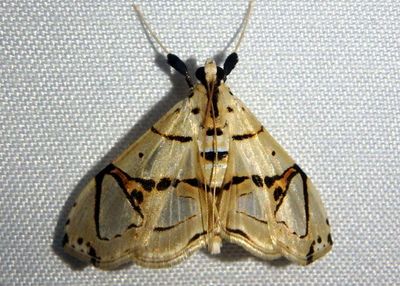 Conchylodes graphialis Pyralid Moth species