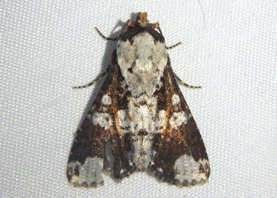 Condica mimica; Groundling Moth species