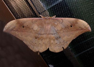 Copaxa schmiti; Saturniid Moth species 