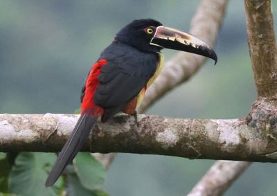 Collared Aracari 