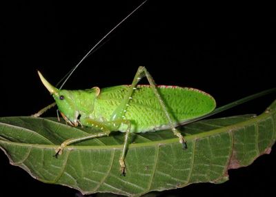 Copiphora rhinoceros; Rhinocerus Katydid; female