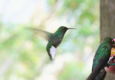 Coppery-headed Emerald; male