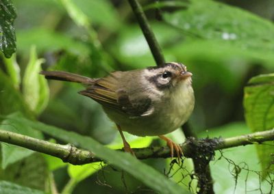 Costa Rican Warbler 