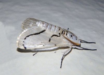 Linosta centralis; Snout Moth species 