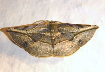 Cratoptera atina; Geometrid Moth species