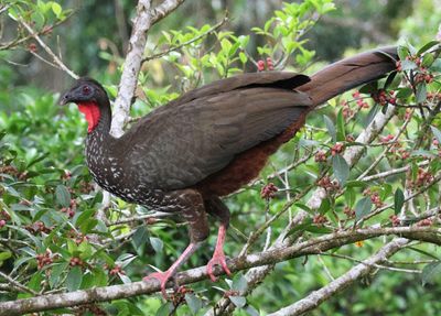 Crested Guan