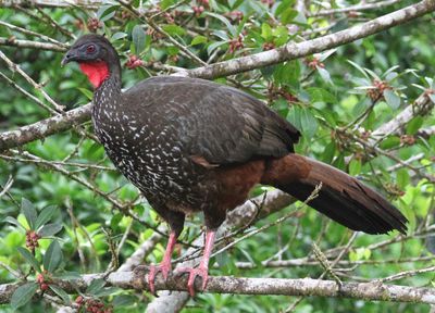 Crested Guan 