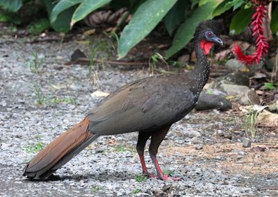 Crested Guan 