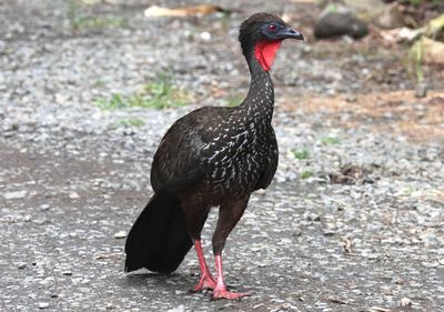 Crested Guan