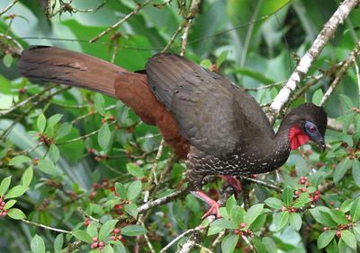 Crested Guan 