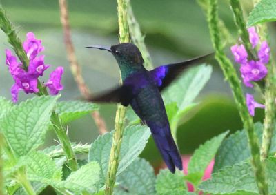 Crowned Woodnymph; male