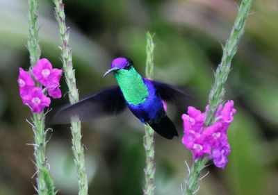 Crowned Woodnymph; male 