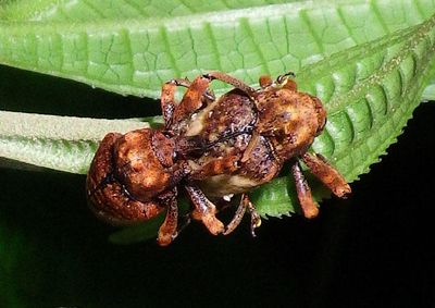 Cryptorhynchus melastomae; Weevil species 