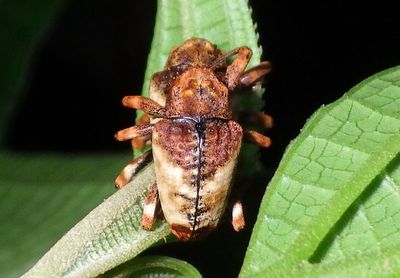 Cryptorhynchus melastomae; Weevil species 