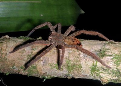 Cupiennius coccineus; Red-thighed Bromeliad Spider