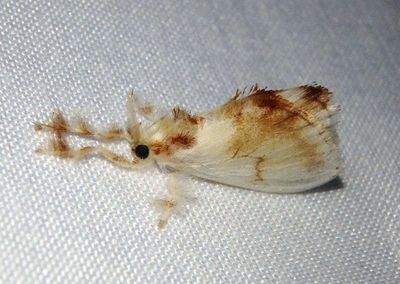 Dalcerides alba; Slug Moth species
