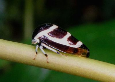 Darnis partita; Treehopper species