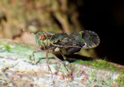 Delphacini Delphacid Planthopper species 