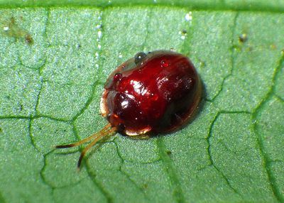 Demotispa rubiginosa; Tortoise Beetle species