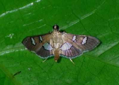 Desmia odontoplaga; Pyralid Moth species 