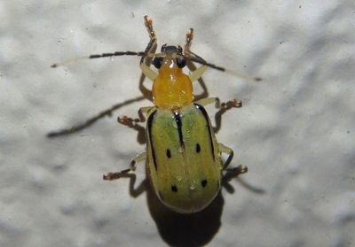 Diabrotica curvilineata; Leaf Beetle species