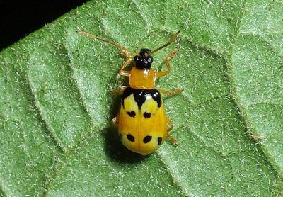 Diabrotica Leaf Beetle species 