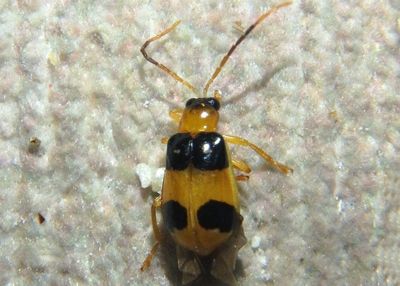 Diabrotica Leaf Beetle species