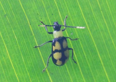 Diabrotica morosa; Leaf Beetle species