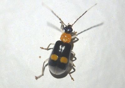 Diabrotica rogersi; Leaf Beetle species