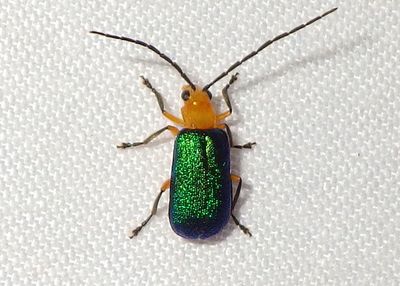 Diabroticina Leaf Beetle species 