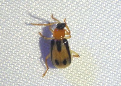 Diabroticina Leaf Beetle species