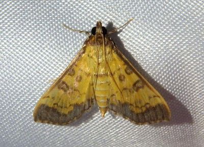 Diacme mopsalis; Yellow Diacme