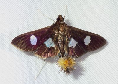 Diaphania exclusalis; Pyralid Moth species 