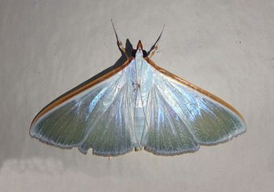 Diaphania glauculalis; Pyralid Moth species