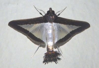 Diaphania Pyralid Moth species