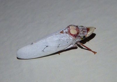 Diestostemma rufocirculum; Sharpshooter species