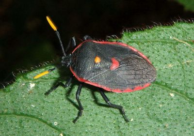 Dinidor rufocinctus; Stink Bug species