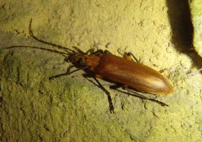 Diplectrus annulicornis; False Blister Beetle species 