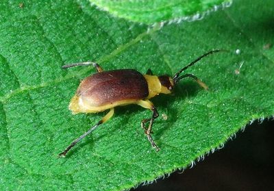 Dircema Leaf Beetle species 