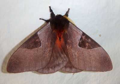 Dirphia avia; Buck Moth species
