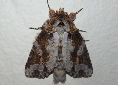 Disphragis tharis; Prominent Moth species