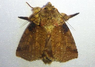 Drugera Prominent Moth species