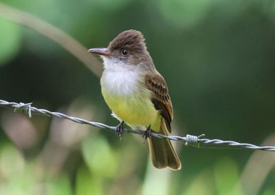 Dusky-capped Flycatcher