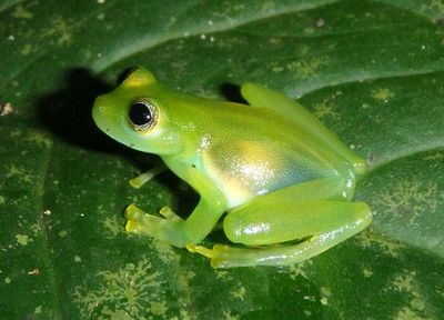 Dwarf Glass Frog