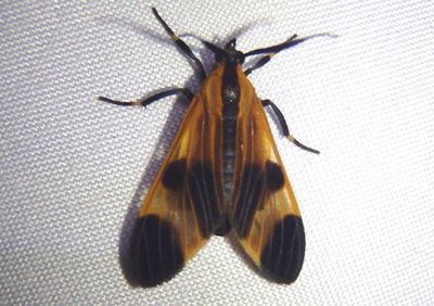 Dycladia correbioides; Tiger Moth species